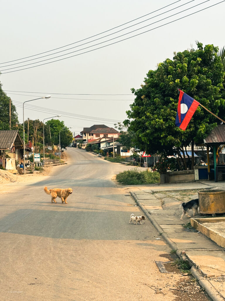 Dogs running across the street in Huay Xai, Laos