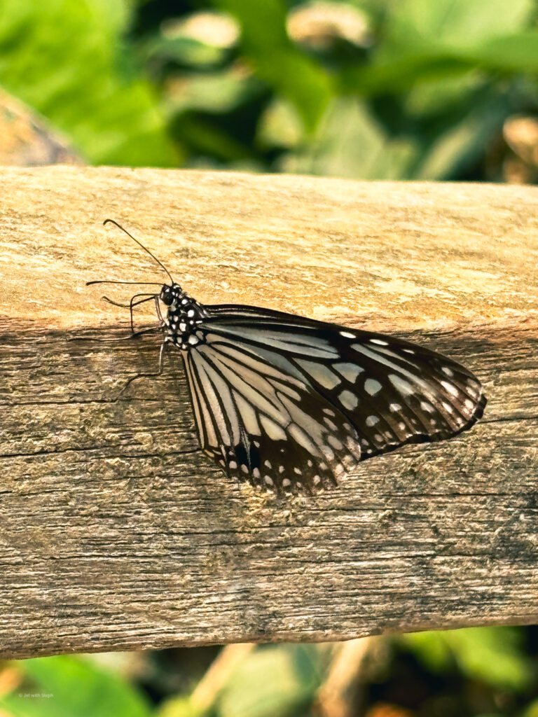 Butterfly in Laos