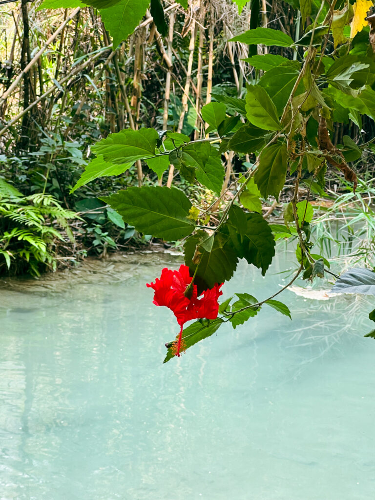 Red flower against blue water in Laos